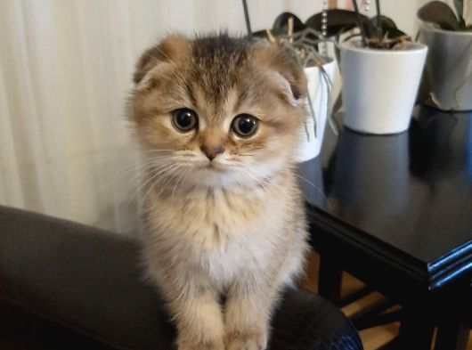 Scottish Fold Black Golden