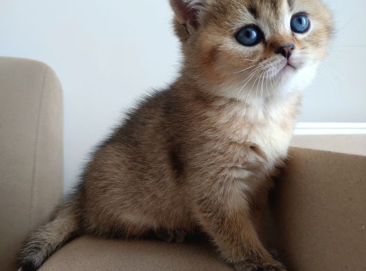 Golden Brtisih Shorthair yavru kedi