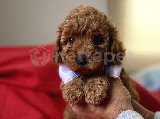 Safkan Orjinal Red Toy Poodle 