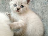 2 aylık yavru british shorthair kedi