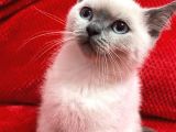 Yavru British Shorthair beyaz kedi