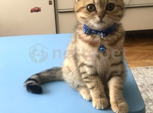 British Gold Tabby (1200 Tl )