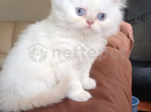 2 aylık İran kedilerimiz Beyaz mavi gözlü 