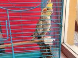 10 aylık Sağlıklı Sultan papağanı 