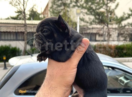 Solid black dişi french bulldog yavru 
