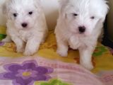 Maltese Terrier Yavruları