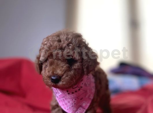 ANNE ALTINDAN RED TOY POODLE 