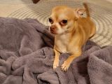 Satilik Avrupa Pasaportlu Chipli Egitimli  safkan Chihuahua 