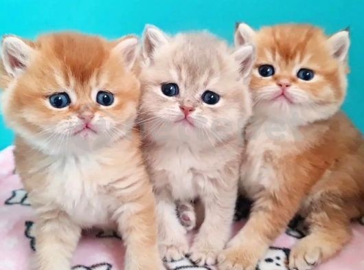 Golden British Shorthair Yavruları