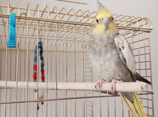 Sevgi dolu Sultan papagani erkek 2 aylık