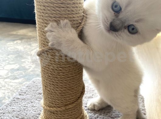 Blue Point British Shorthair Yavru Kedi