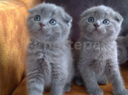 Safkan Irk Britihs Shorthair&Scottish Fold Bebişler