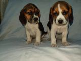 Sevimli ve Oyuncu Beagle Yavruları