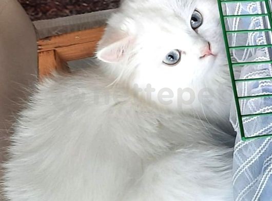 Safkan British Longhair