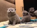 British Shorthair Kitten 39 Günlük Bebekler Safkan