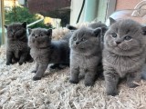 British Shorthair Kitten 39 Günlük Bebekler Safkan