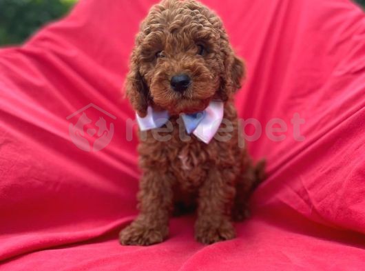 Toy Poodle Bebekleri 