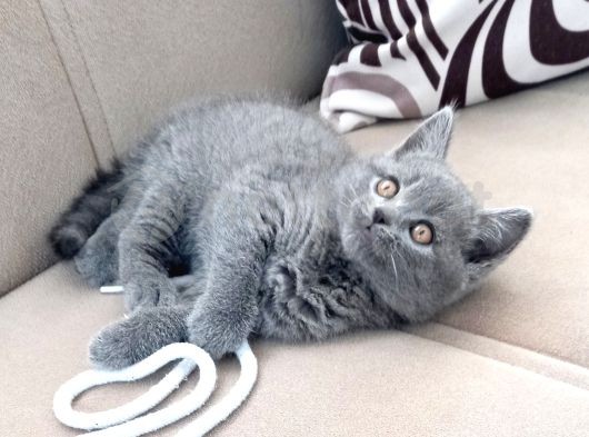 British Shorthair Blue Erkek