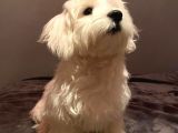 Maltese Terrier  9 Aylık Erkek yavru