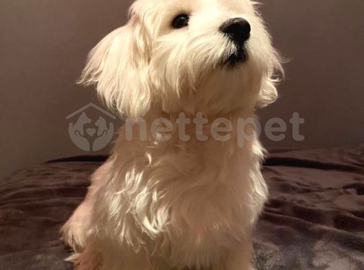 Maltese Terrier  9 Aylık Erkek yavru