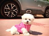 Kore kanı mini boy maltese terrier kızımız