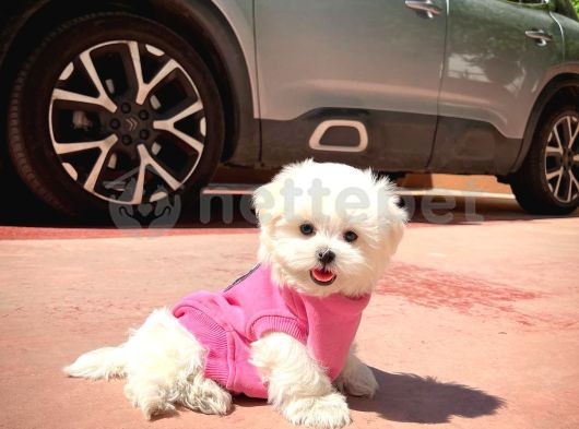 Kore Kanı Mini Boy Maltese Terrier Kızımız