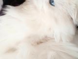 Scottish fold longhair boncuk mavi gözlü 