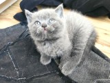 2 aylık pofuduk British shorthair kedimize yuva arıyoruz