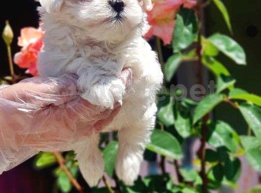 Maltese Terrier Yavru 