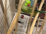 Kafesi İle Erkek Pakistan Papağanı 