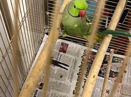 Kafesi İle Erkek Pakistan Papağanı 