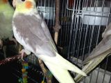 Sultan Papağanı 5 aylık Erkek
