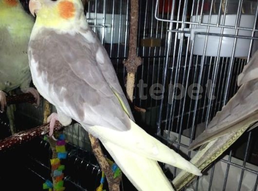 Sultan Papağanı 5 aylık Erkek