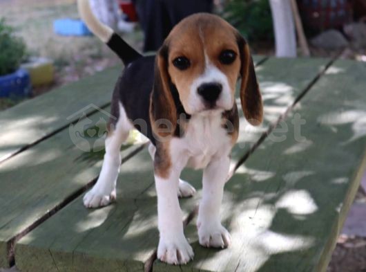 Sevimli Dişi Beagle yavru 