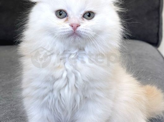 Scottish Fold