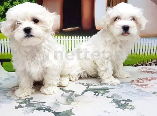 Maltese Terrier Yavrusu 