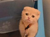 Tatlı ve minicik British Shorthair kedimi hızlı satmak istiyorum