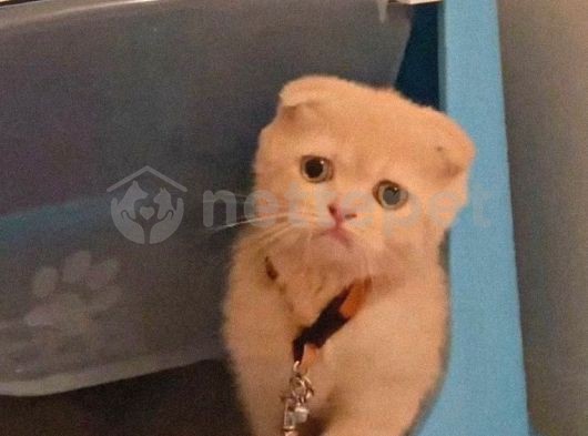 Tatlı ve minicik British Shorthair kedimi hızlı satmak istiyorum