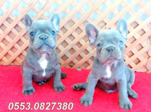 Egzotik Blue French Bulldog Quad Yavrular 0553.0827380