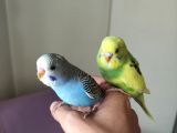 Yavru ele alışkın evcil ve sağlıklı muhabbet kuşları