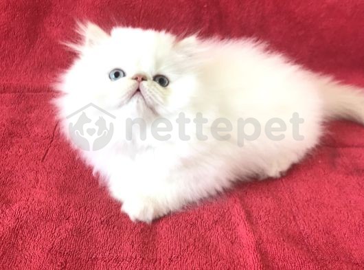 Beyaz ve Mavi Gözlü İran Cinsi Yavru Kedi
