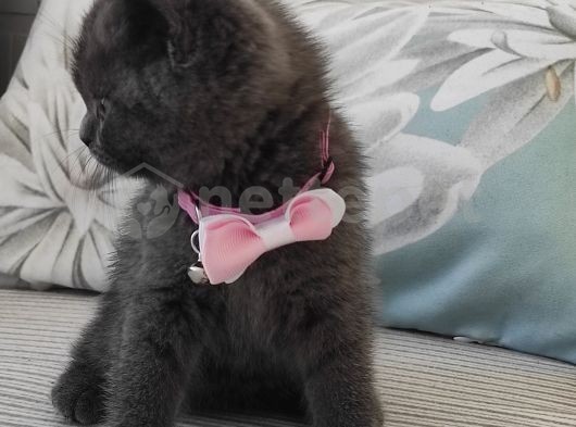 2 Aylık Saf Kan British Shorthair Yavrumuz Ev Ortamında 