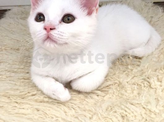 Beyaz British Shorthair Güzel Yavrumuz