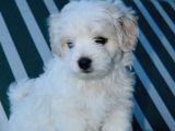 50 Günlük Yakışıklı Maltese Terrier Erkek Yavrumuz…