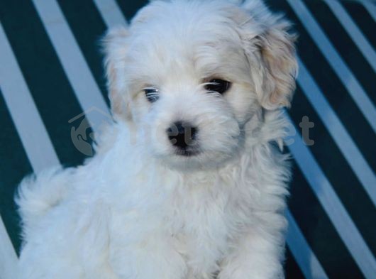 50 Günlük Yakışıklı Maltese Terrier Erkek Yavrumuz…
