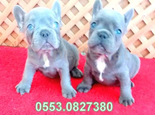 Blue Lilac Quad French Bulldog Yavrular İzmir İletişim..05530827380