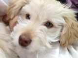 Maltese Terrier 3 Aylık 