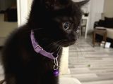 British shorthair kedi (Siyah) sahiplendiriyorum.