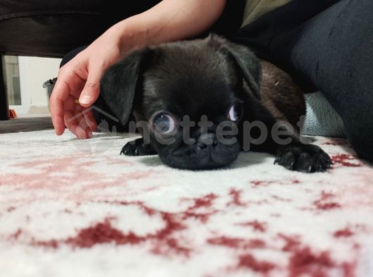 2 aylık pug köpek,siyah renkte,boynunun altında beyazlığı va