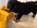 2 aylık maltese terrier - tüm eşyaları ile